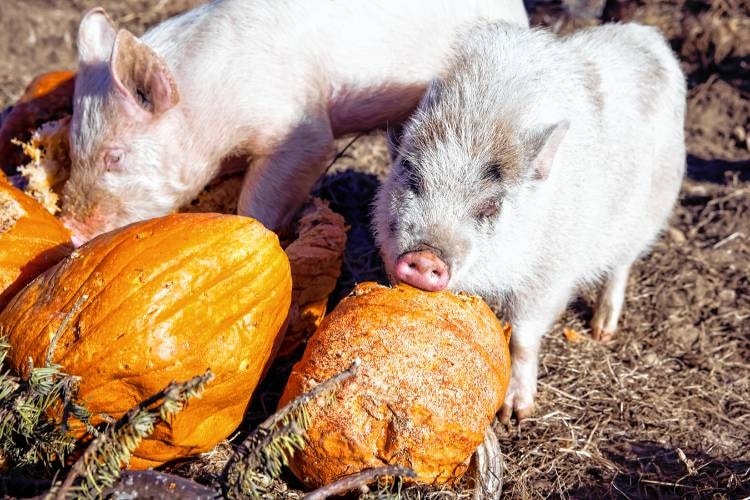 Lewis Farm pigs enjoy pumpkins and food waste